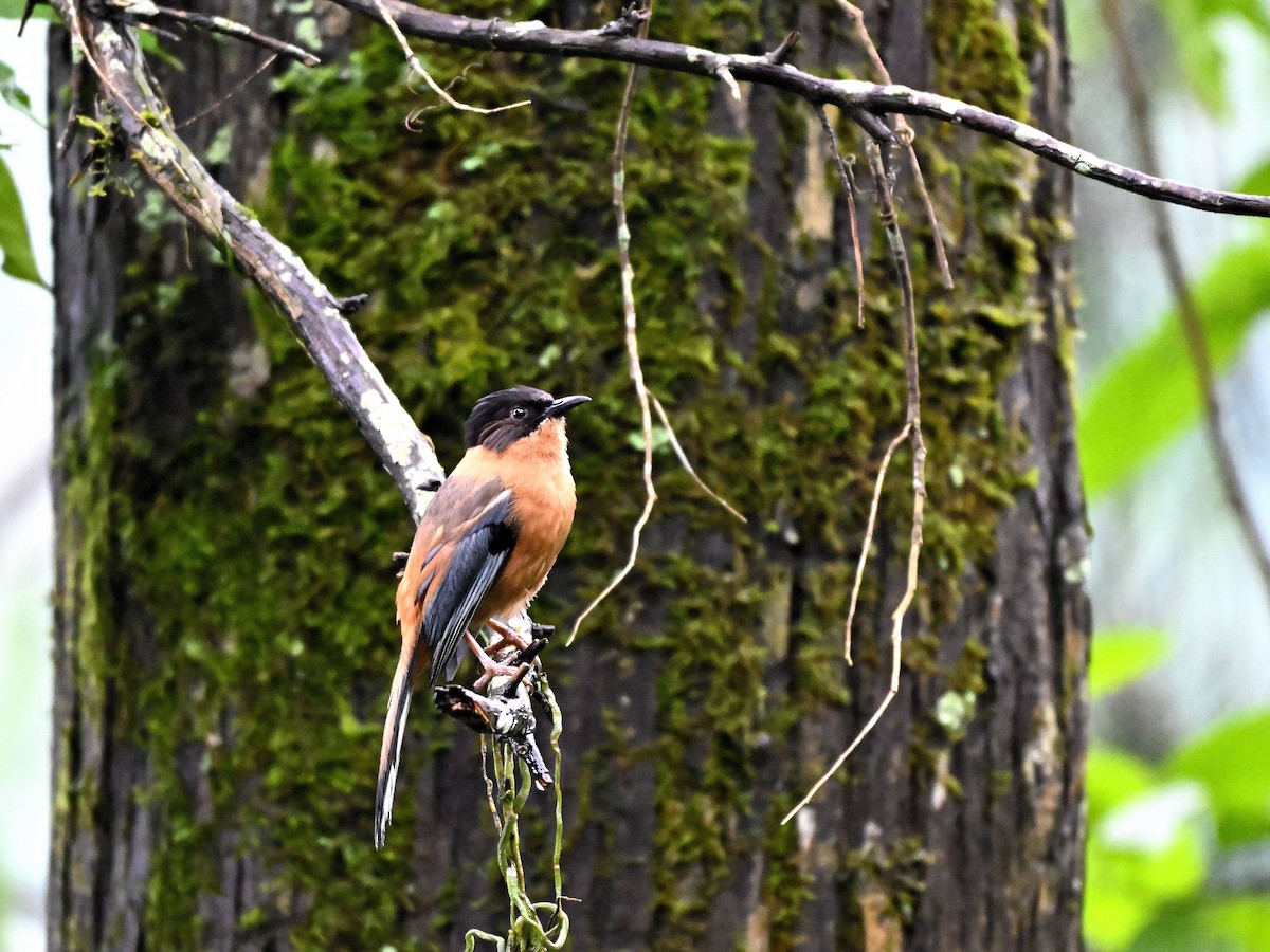 Джоя руда - ML644651229