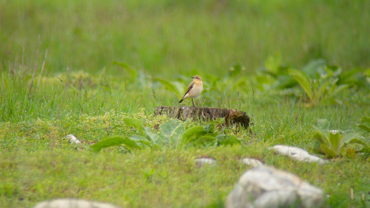 סלעית אירופית - ML644651230