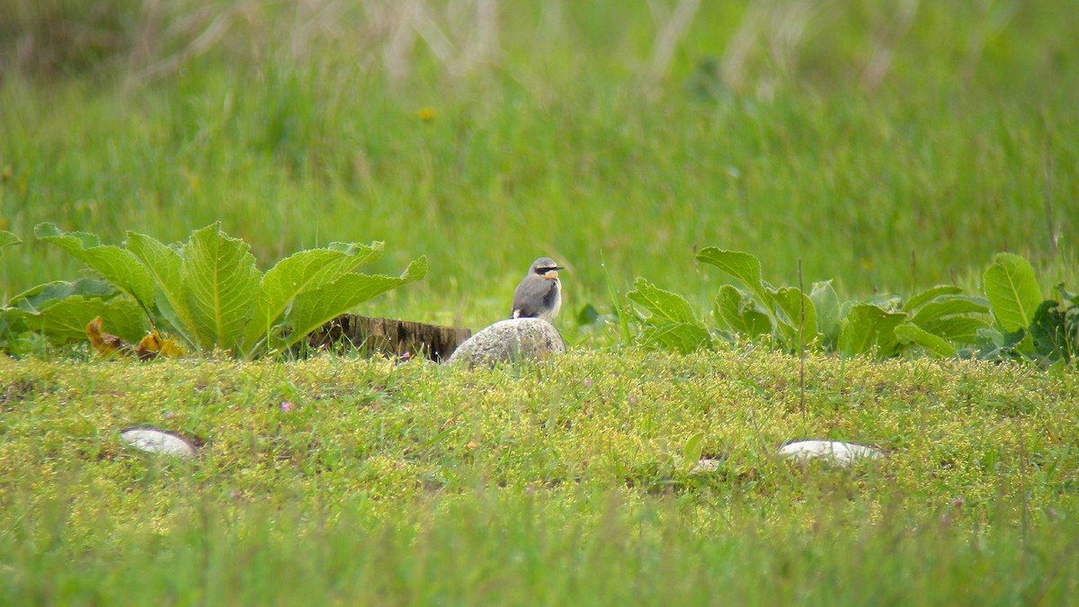 סלעית אירופית - ML644651231