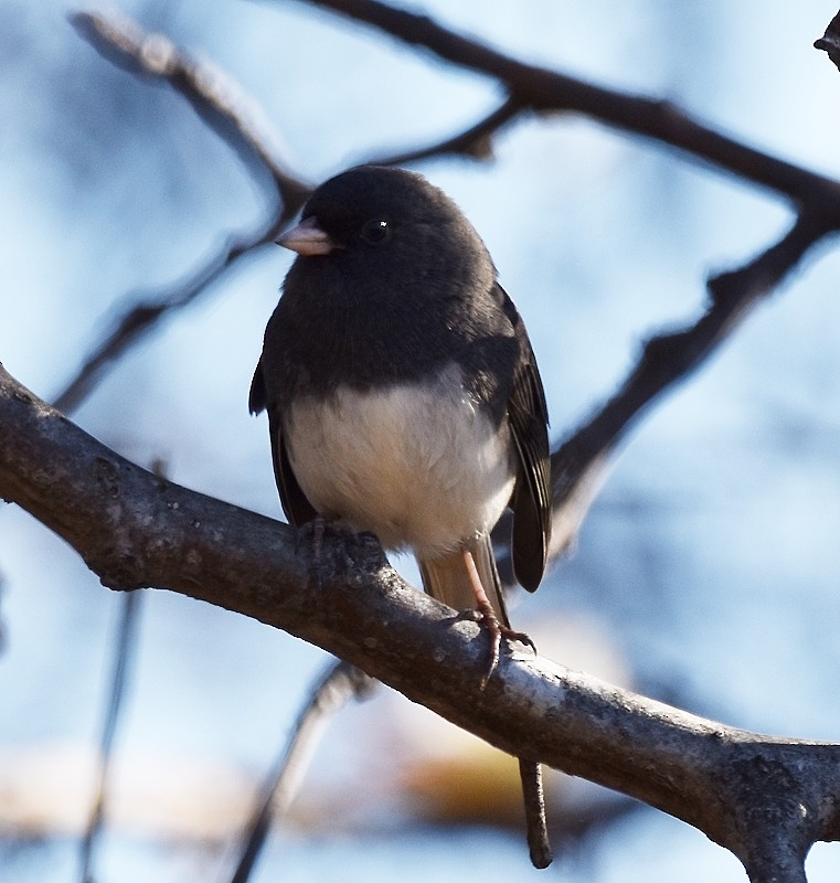 יונקו כהה-עין - ML644651232