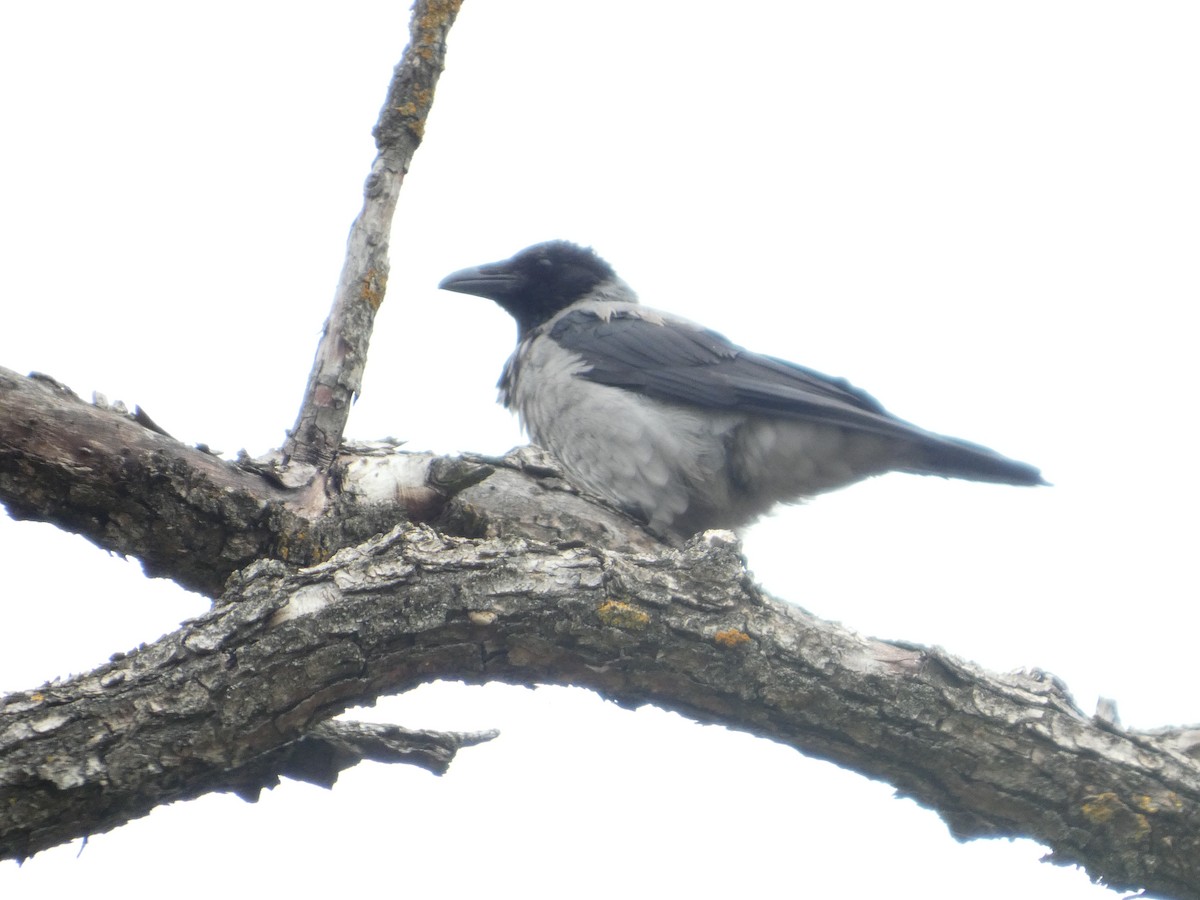 עורב אפור - ML644651233