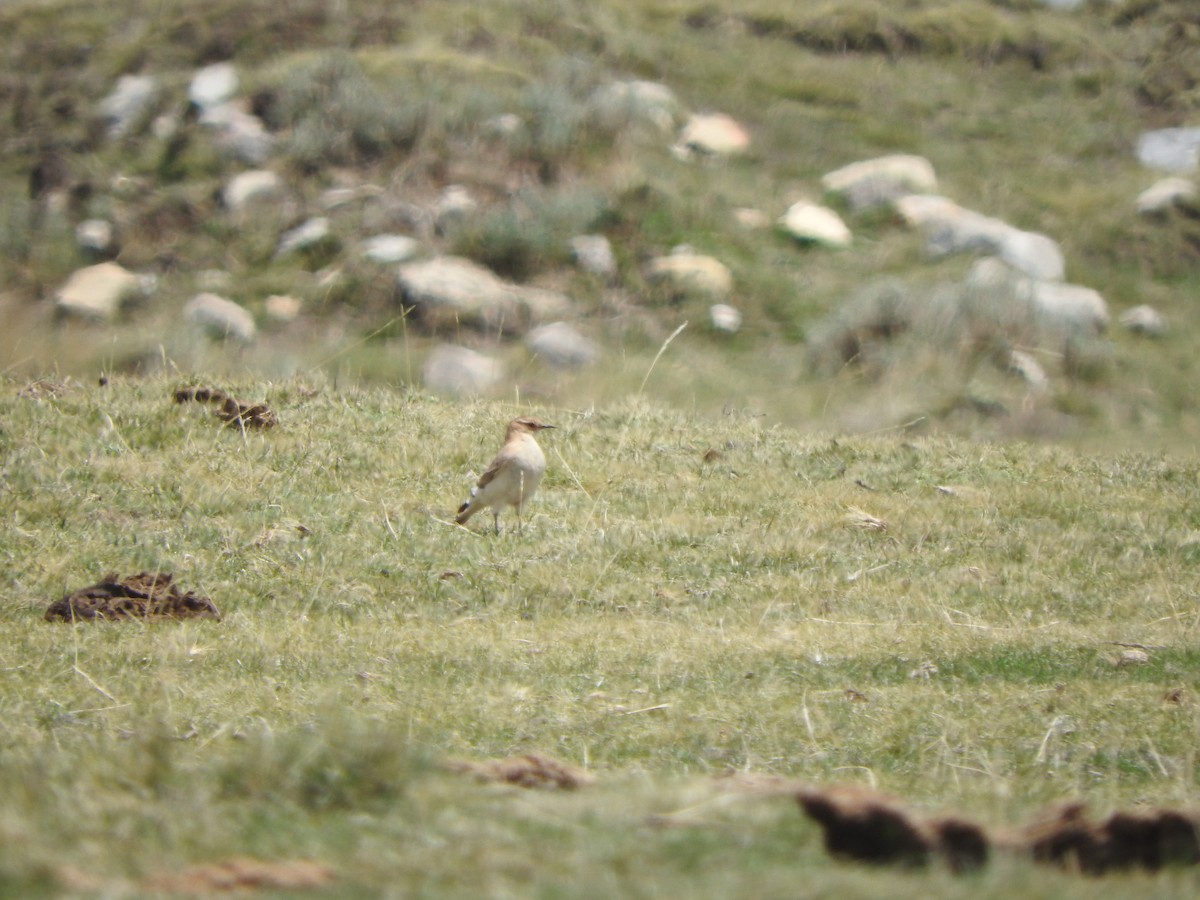 Dark-winged Miner - ML644651235