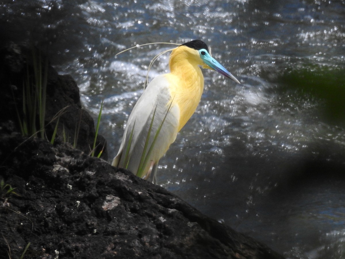 Capped Heron - ML644651241