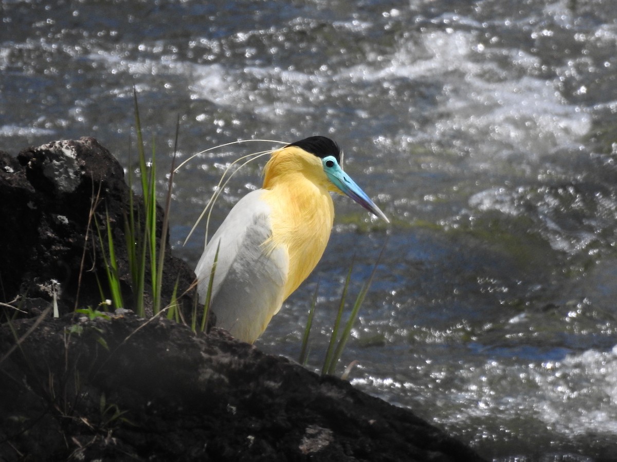 Capped Heron - ML644651242