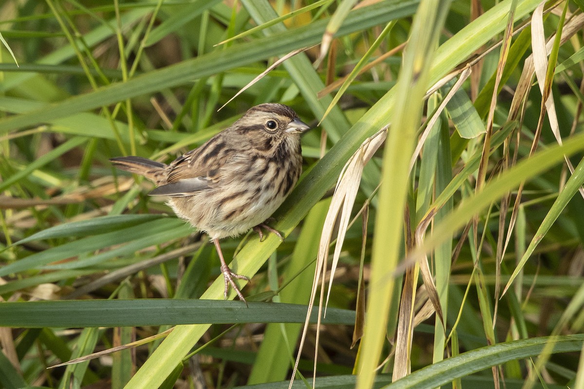 גיבתונית רוננת - ML644651243