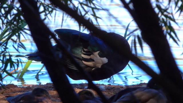 moskusand (domestisert knoppand) - ML644651244