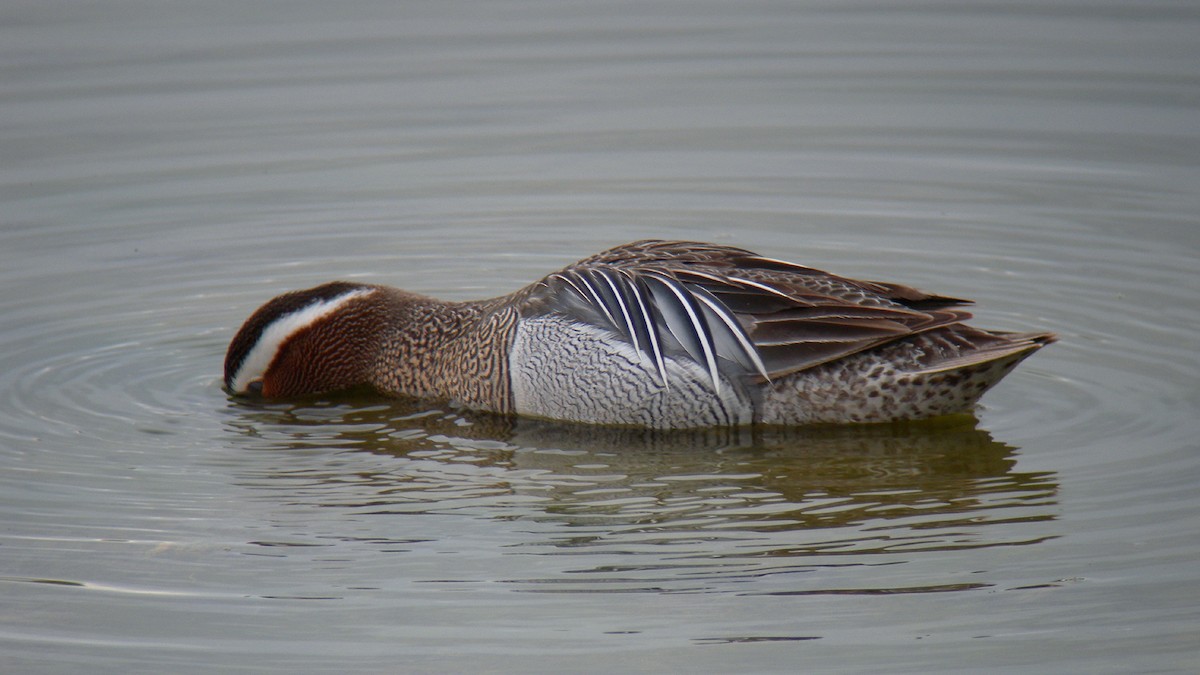 קרקיר - ML644651245