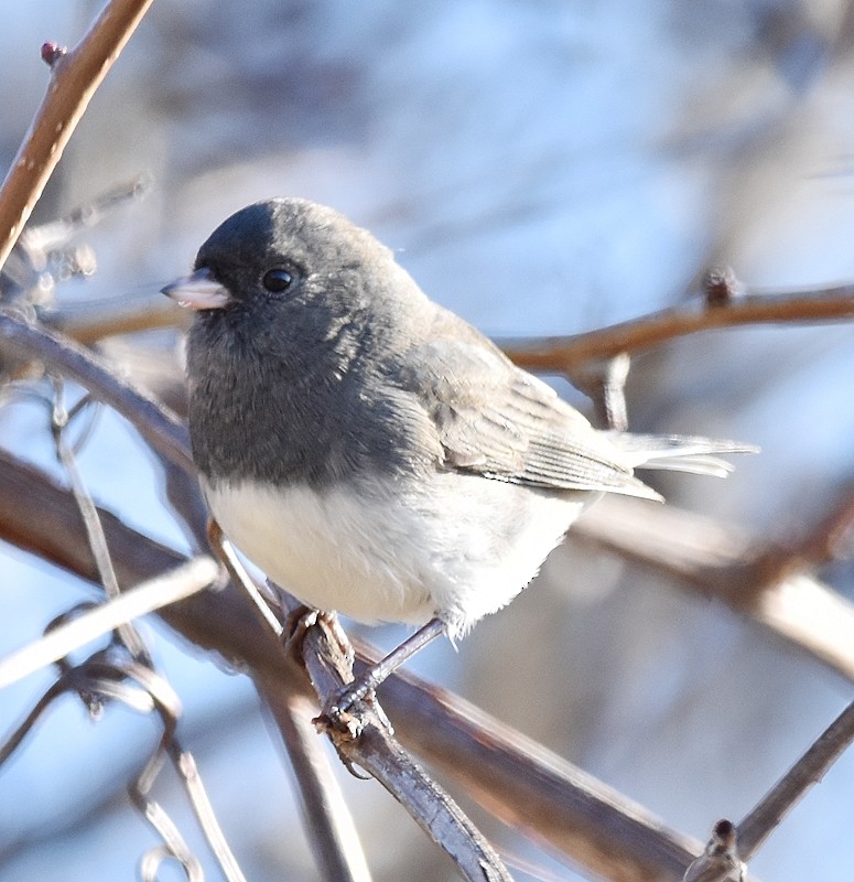 יונקו כהה-עין - ML644651246