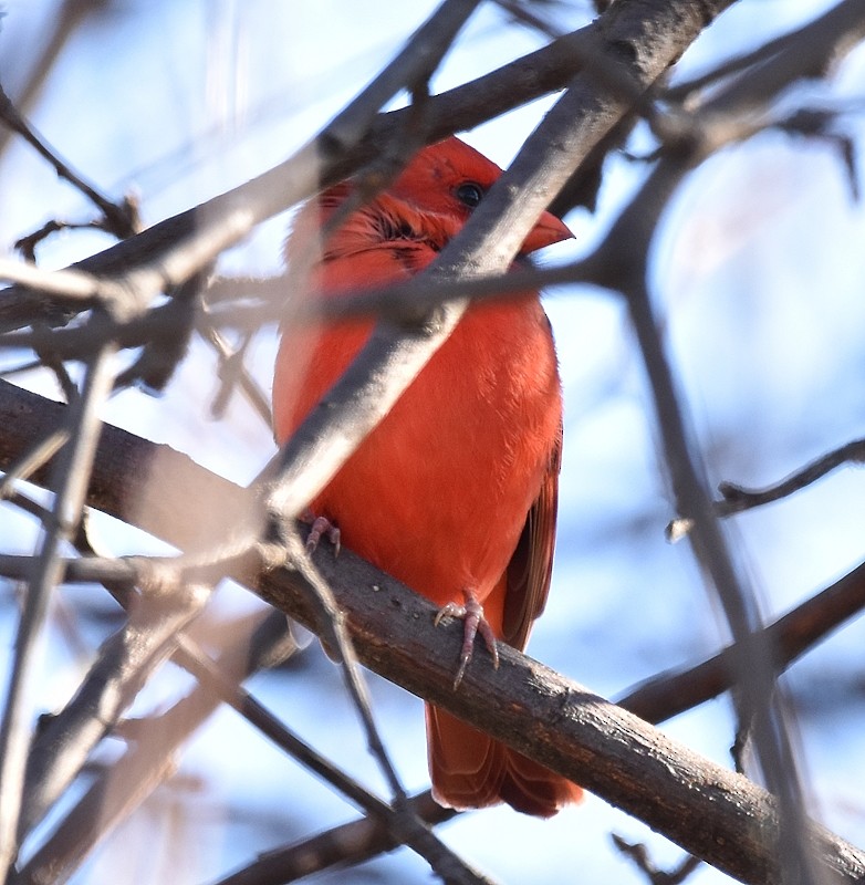 קרדינל צפוני - ML644651247