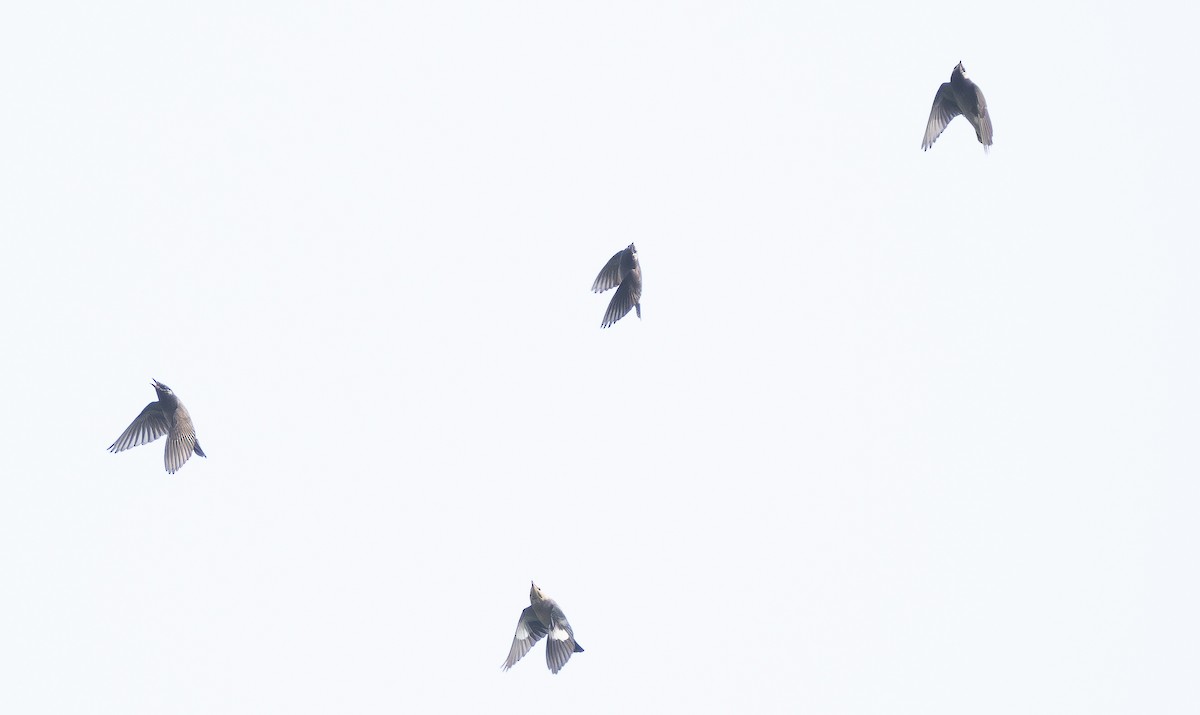 White-cheeked Starling - ML644651248