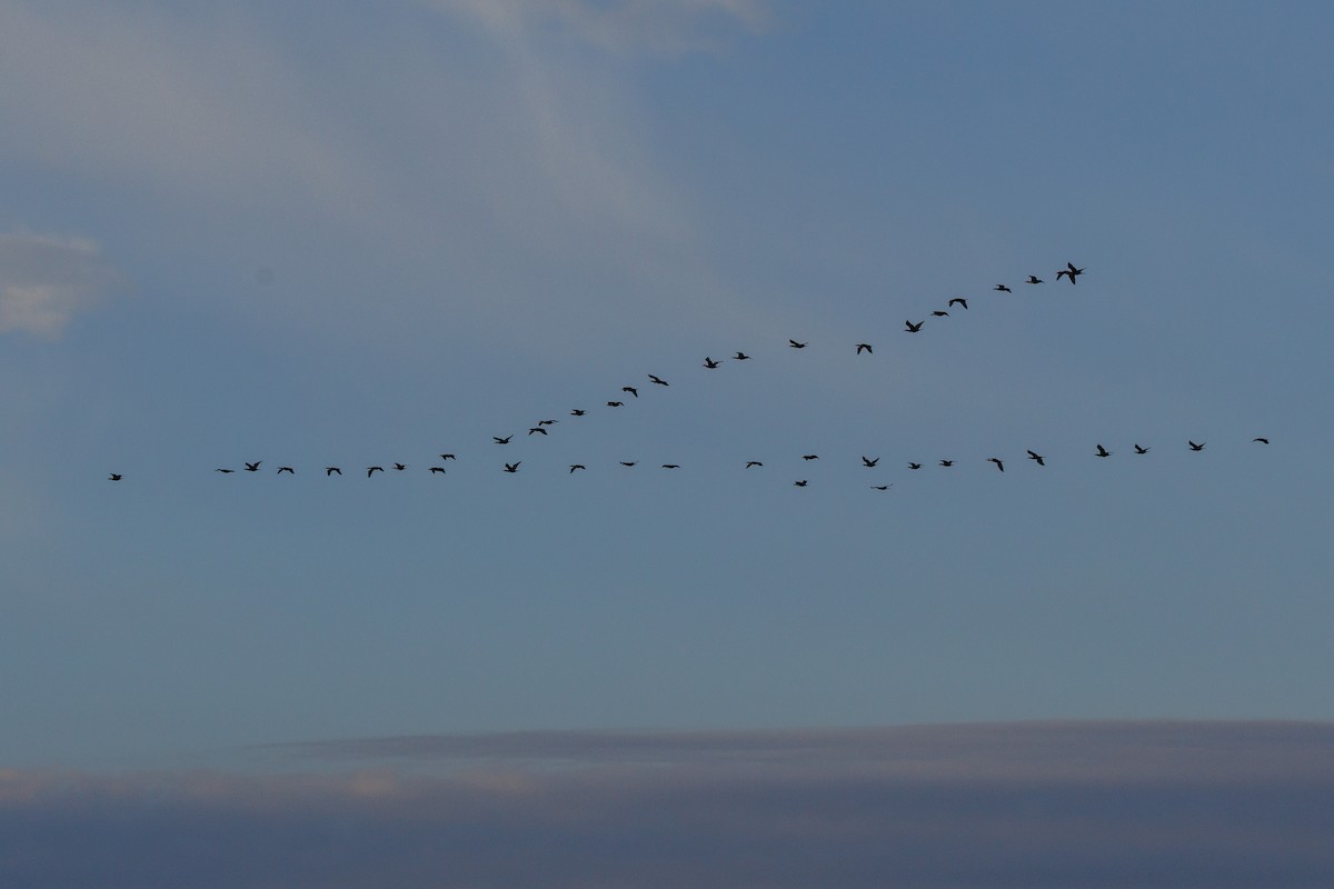 Cormoran à aigrettes - ML644651249
