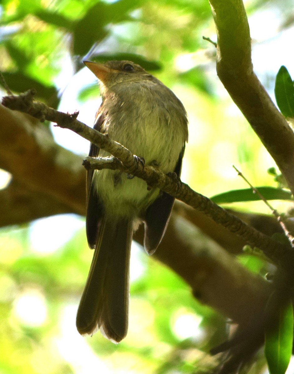 Euler's Flycatcher - ML644651250
