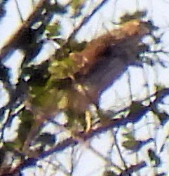 trostehauk - ML644651252