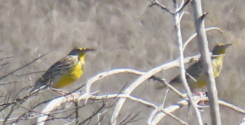 Western Meadowlark - ML644651253