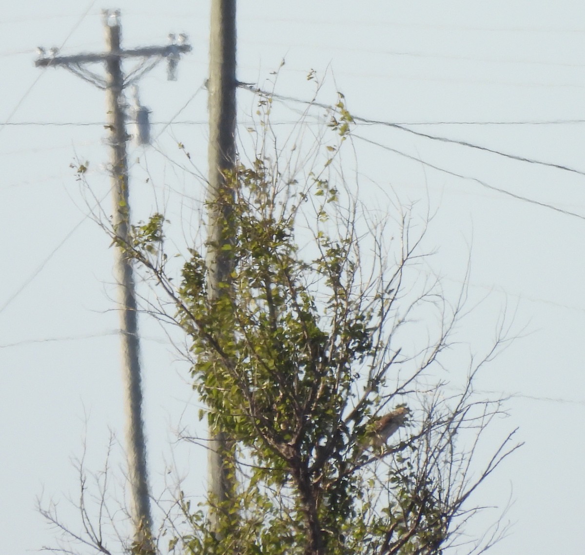 trostehauk - ML644651254