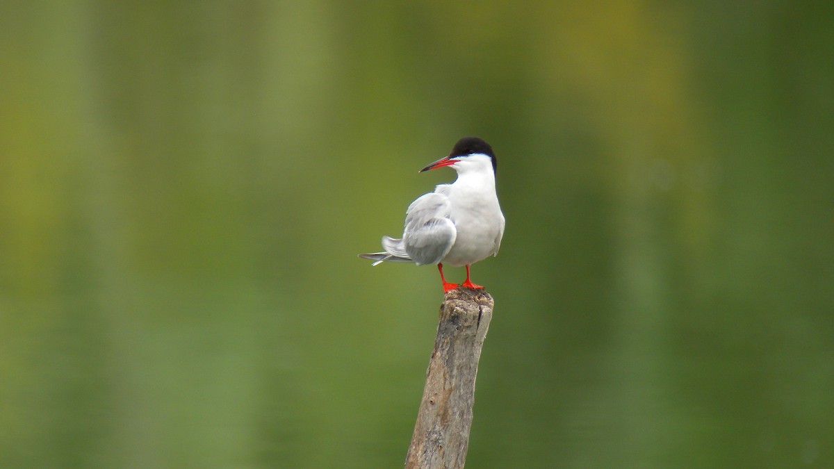 Common Tern - ML644651255