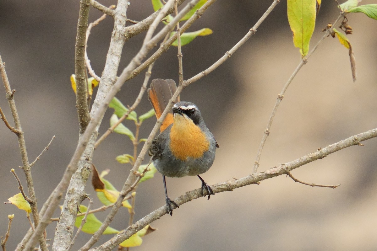Cape Robin-Chat - ML644651257