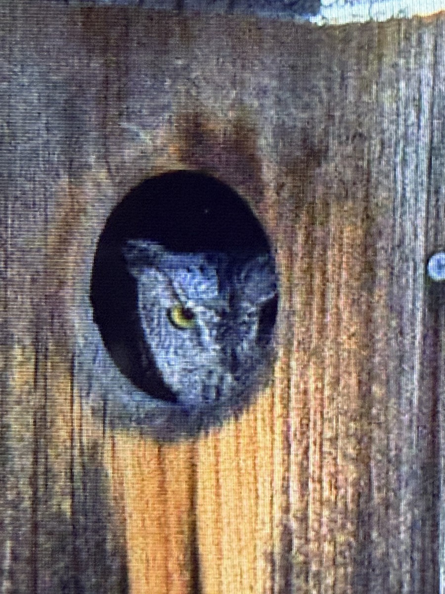 Western Screech-Owl - ML644651258