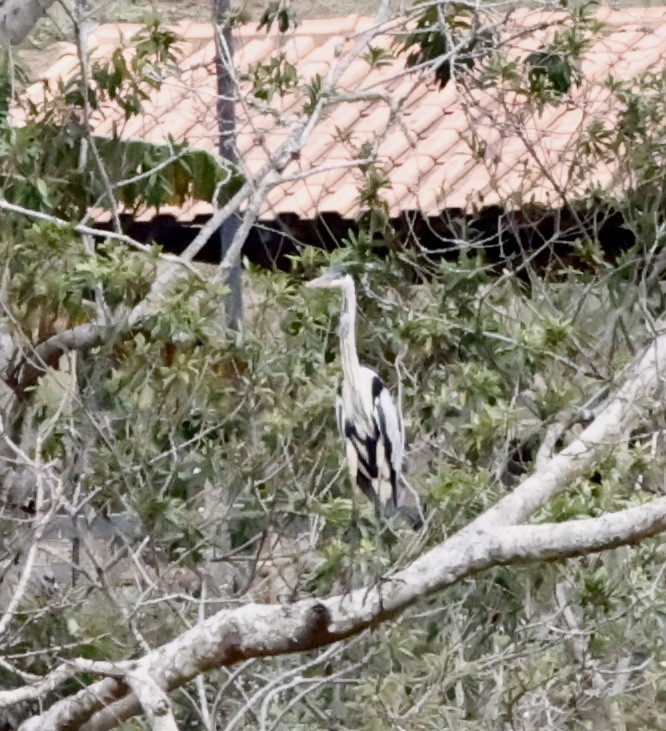 Cocoi Heron - ML644651264