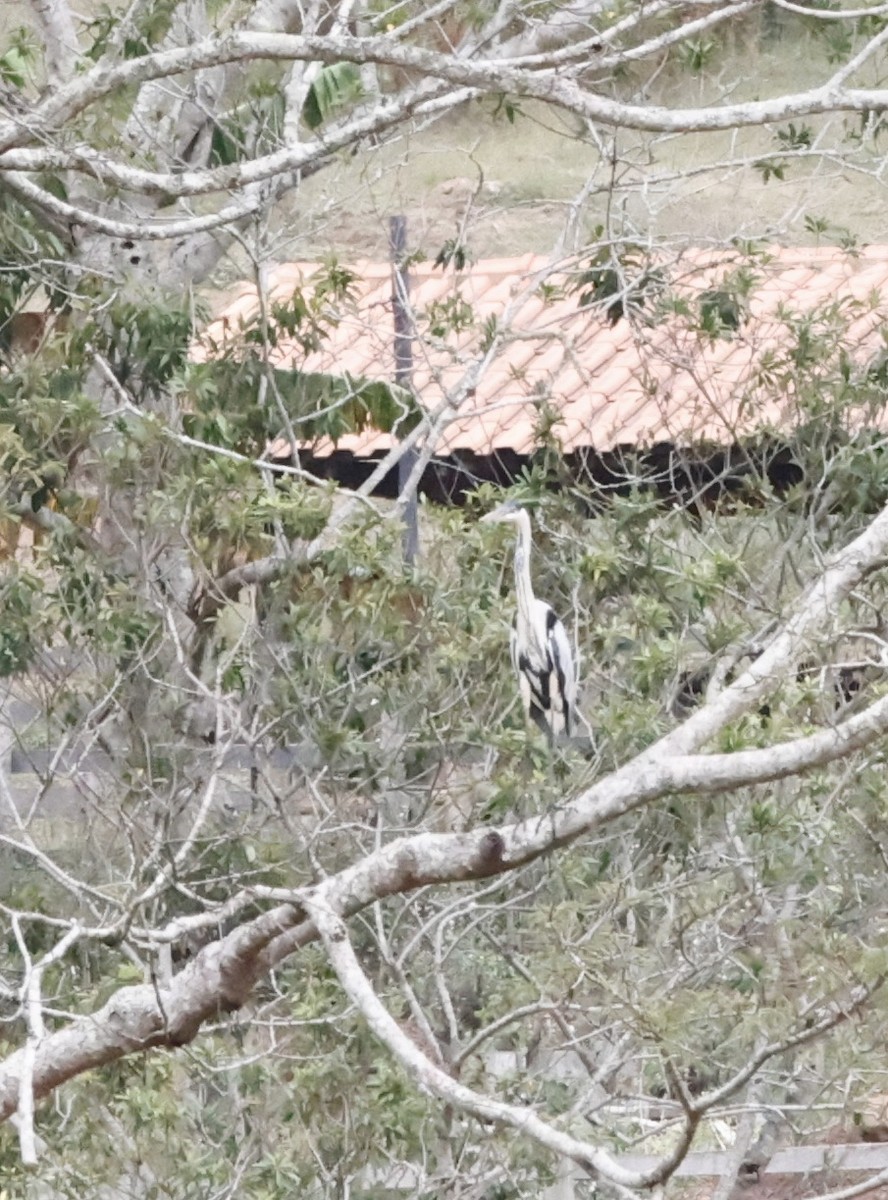 Cocoi Heron - ML644651265