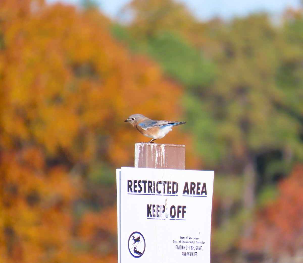 Eastern Bluebird - ML644651266