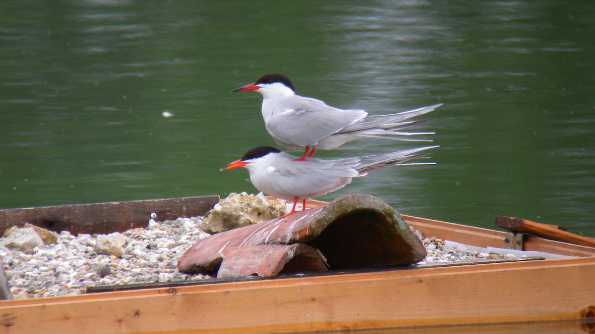 Common Tern - ML644651268