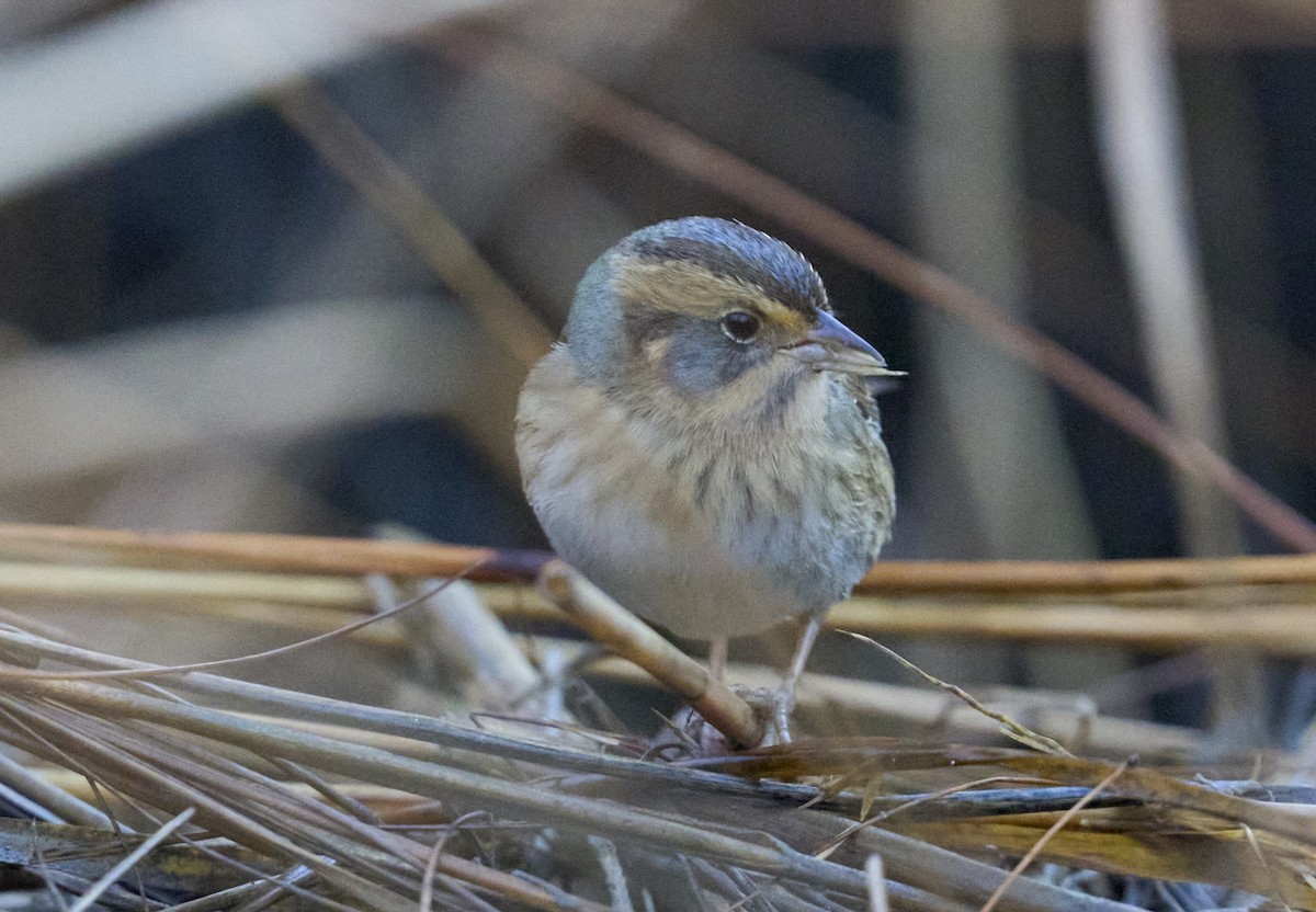 Nelson's Sparrow (Atlantic Coast) - ML644651270