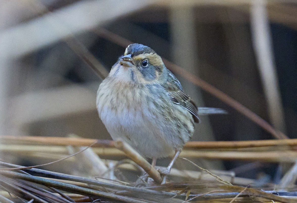Nelson's Sparrow (Atlantic Coast) - ML644651271