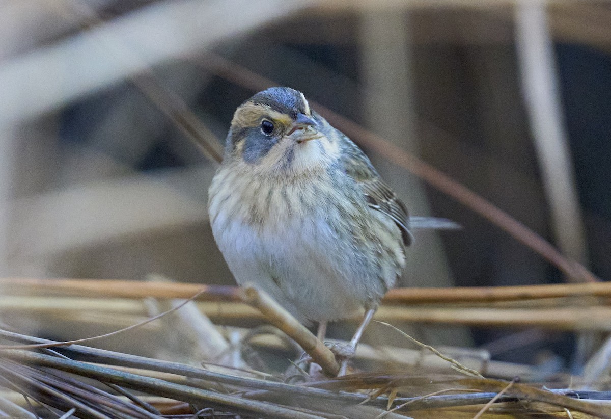 Nelson's Sparrow (Atlantic Coast) - ML644651272