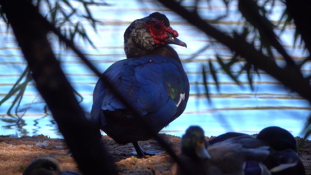 moskusand (domestisert knoppand) - ML644651279