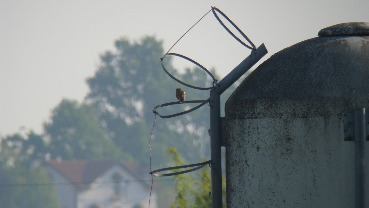 Little Owl - ML644651281