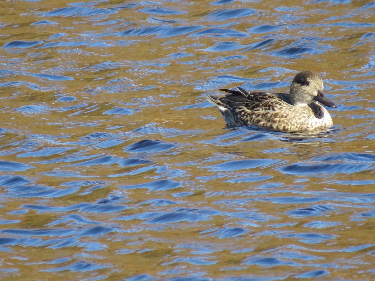 Green-winged Teal - ML644651288