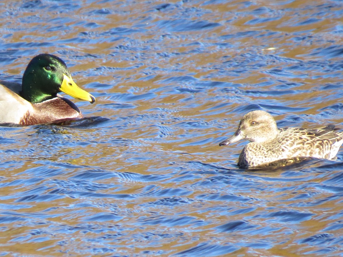 Green-winged Teal - ML644651289