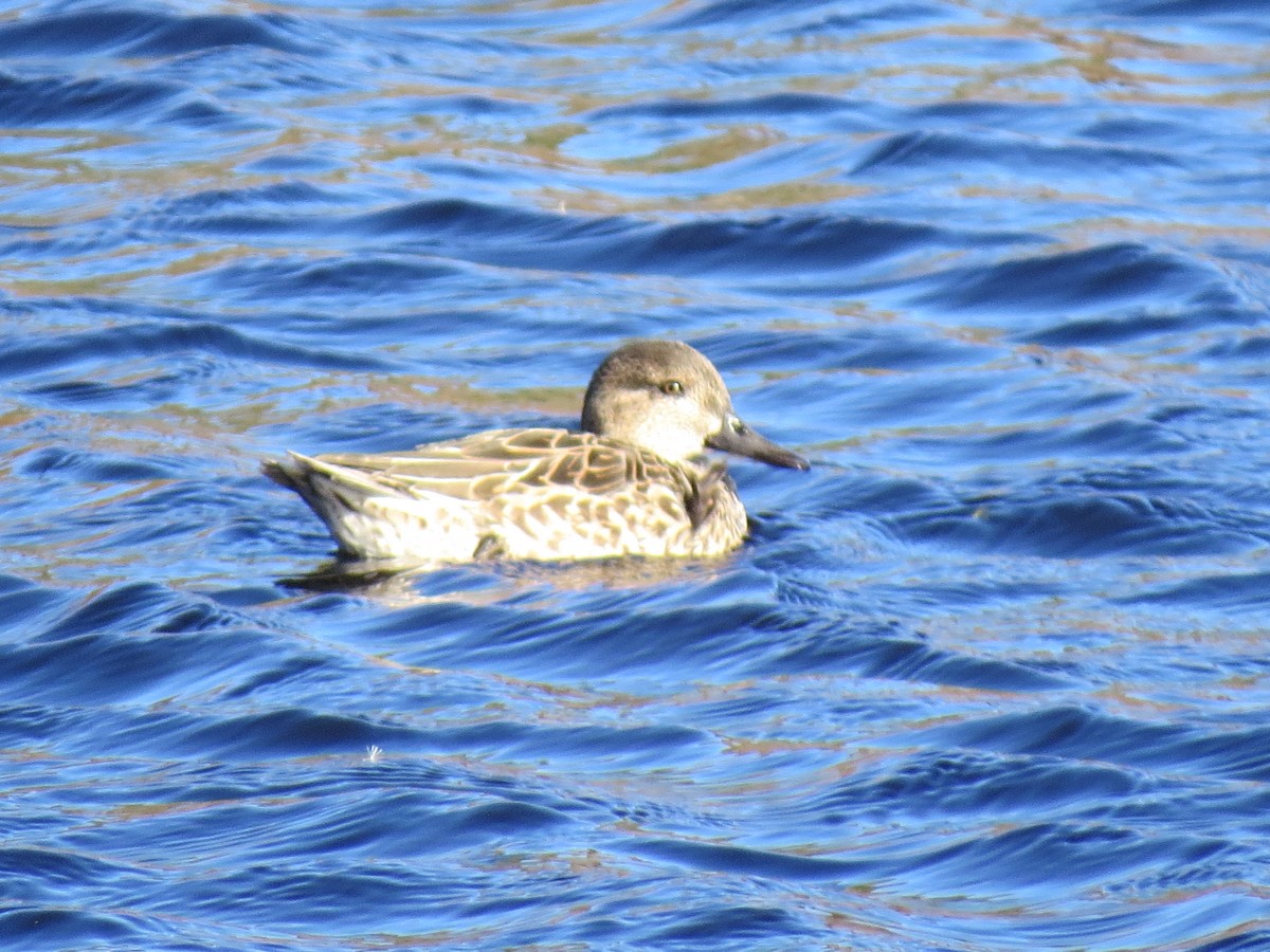 Green-winged Teal - ML644651290