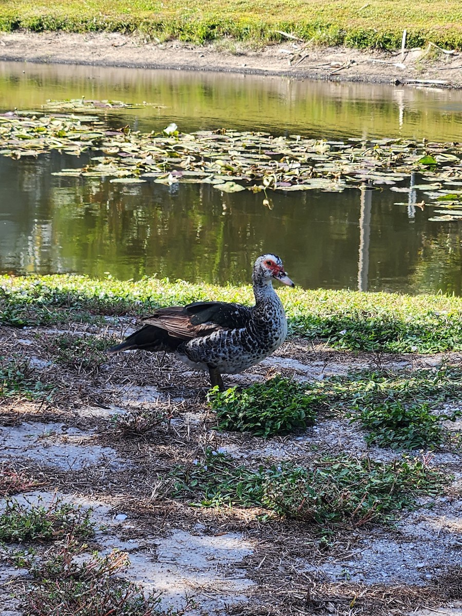 moskusand (domestisert knoppand) - ML644651291