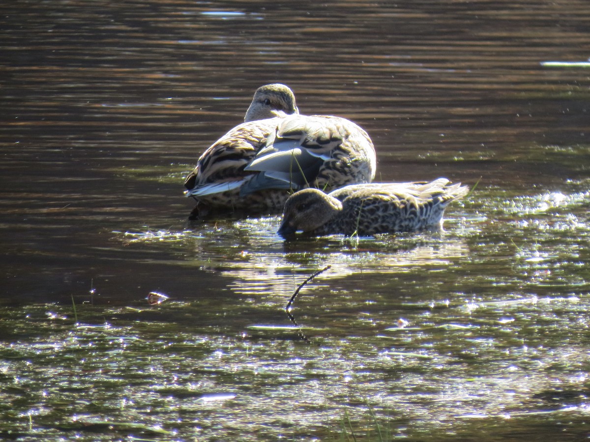 Green-winged Teal - ML644651292