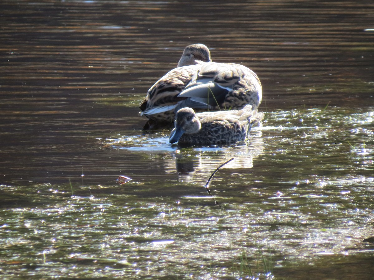 Green-winged Teal - ML644651293