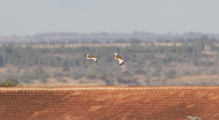 Outarde canepetière - ML644651294