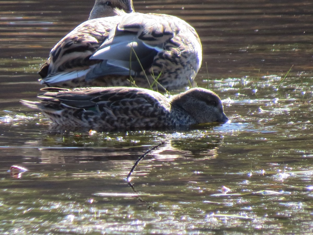 Green-winged Teal - ML644651295