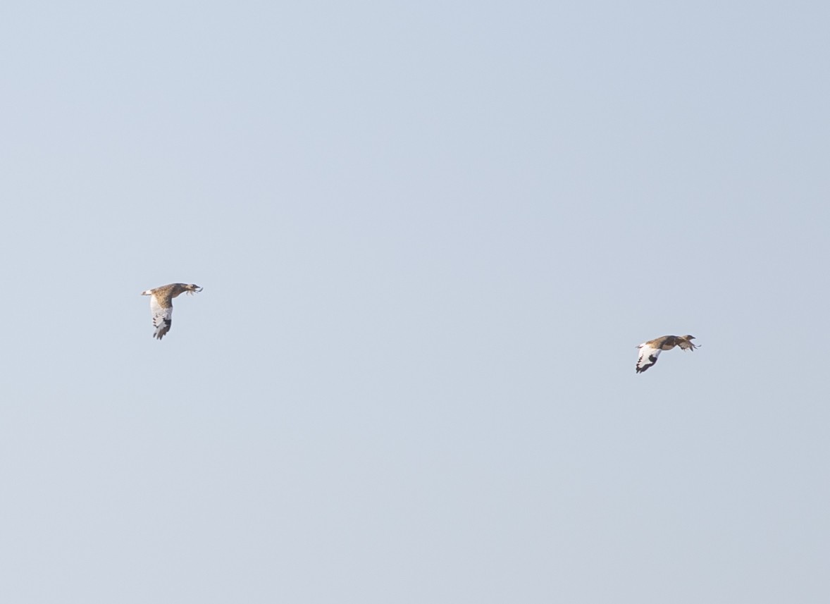 Outarde canepetière - ML644651296