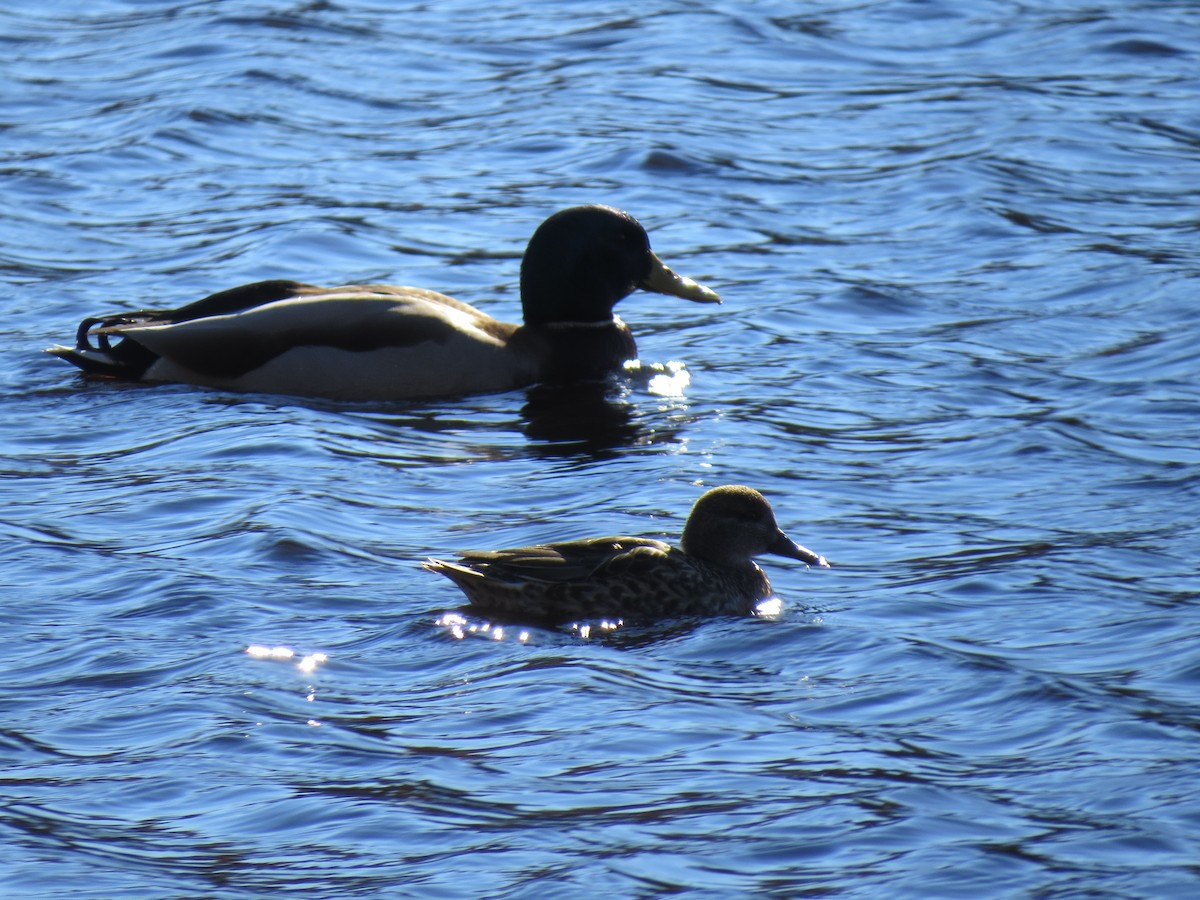 Green-winged Teal - ML644651297