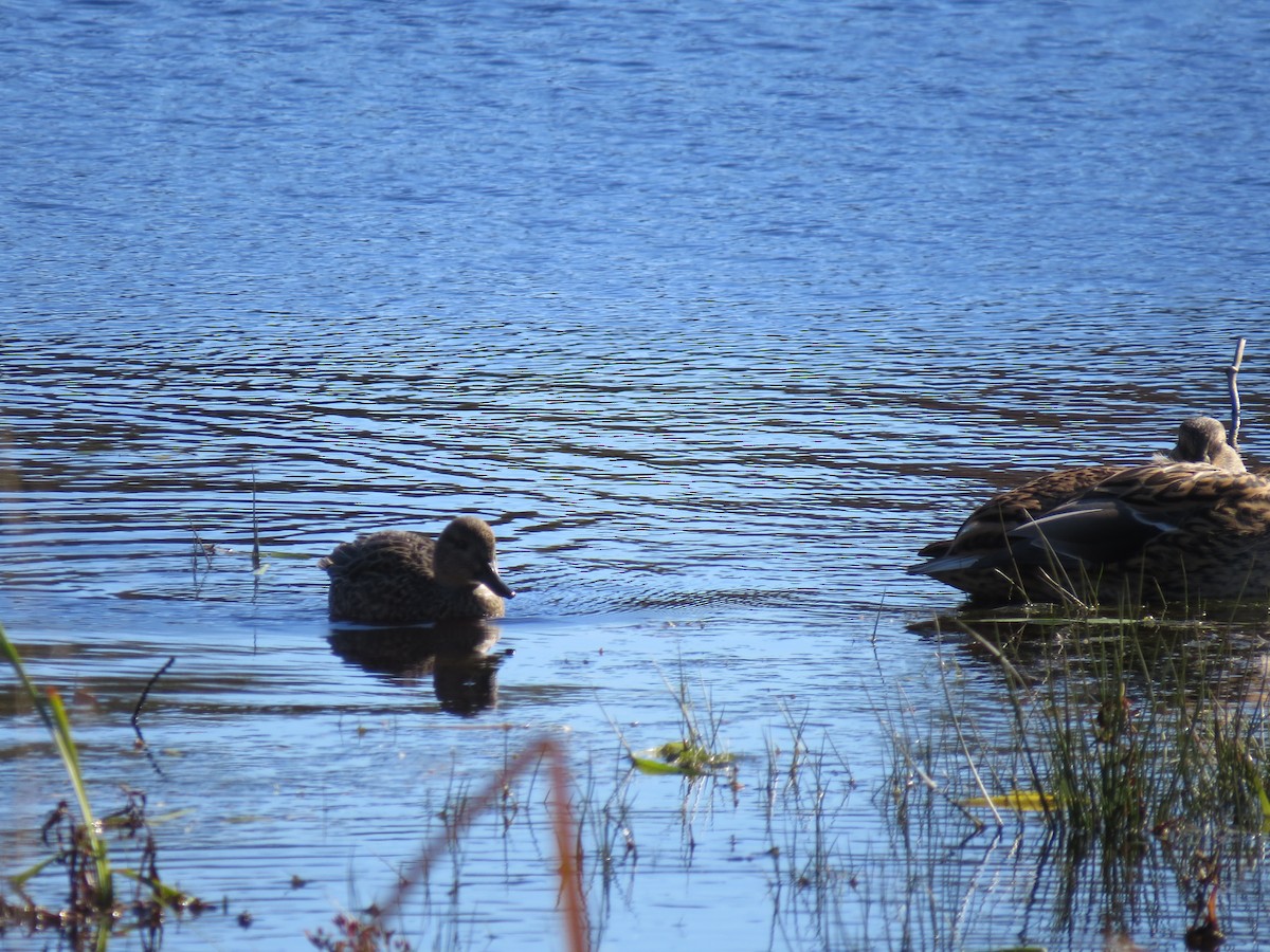 Green-winged Teal - ML644651298