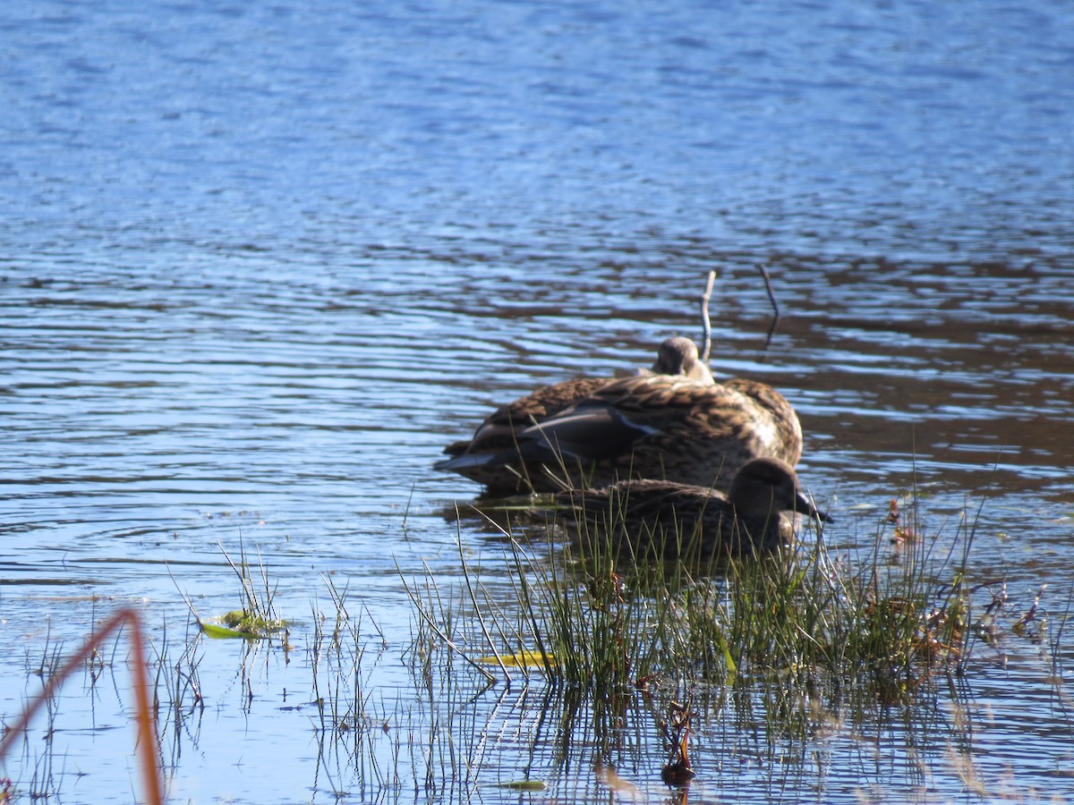 Green-winged Teal - ML644651299