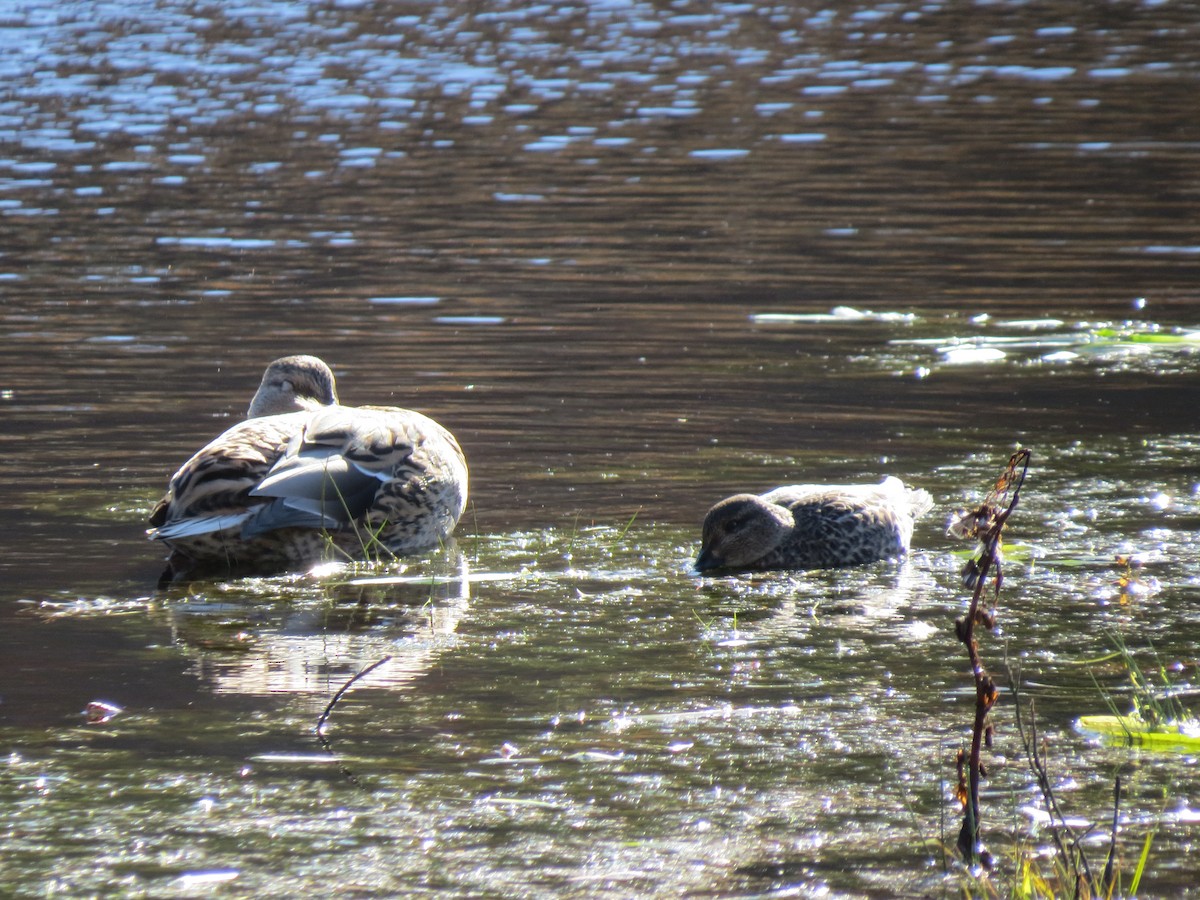 Green-winged Teal - ML644651300