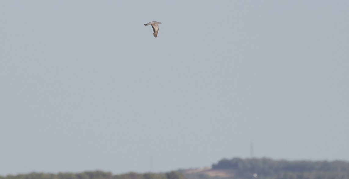 Pigeon colombin - ML644651301