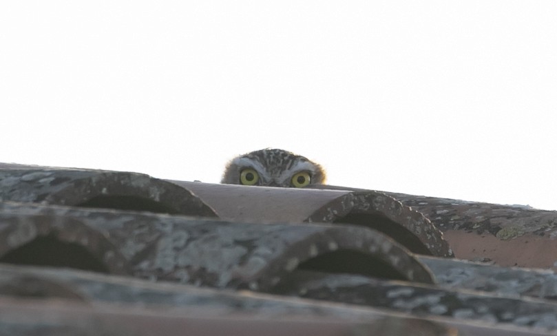 Chevêche d'Athéna - ML644651302