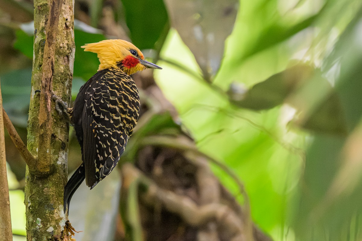 Pic à tête blonde - ML644651305