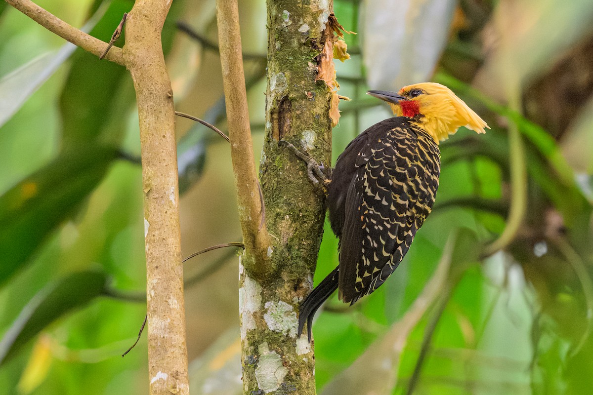 Pic à tête blonde - ML644651306