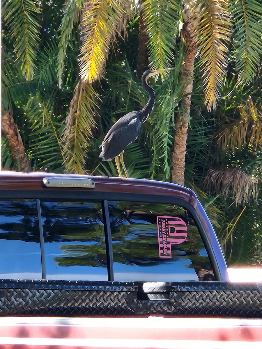 Dreifarbenreiher - ML644651307