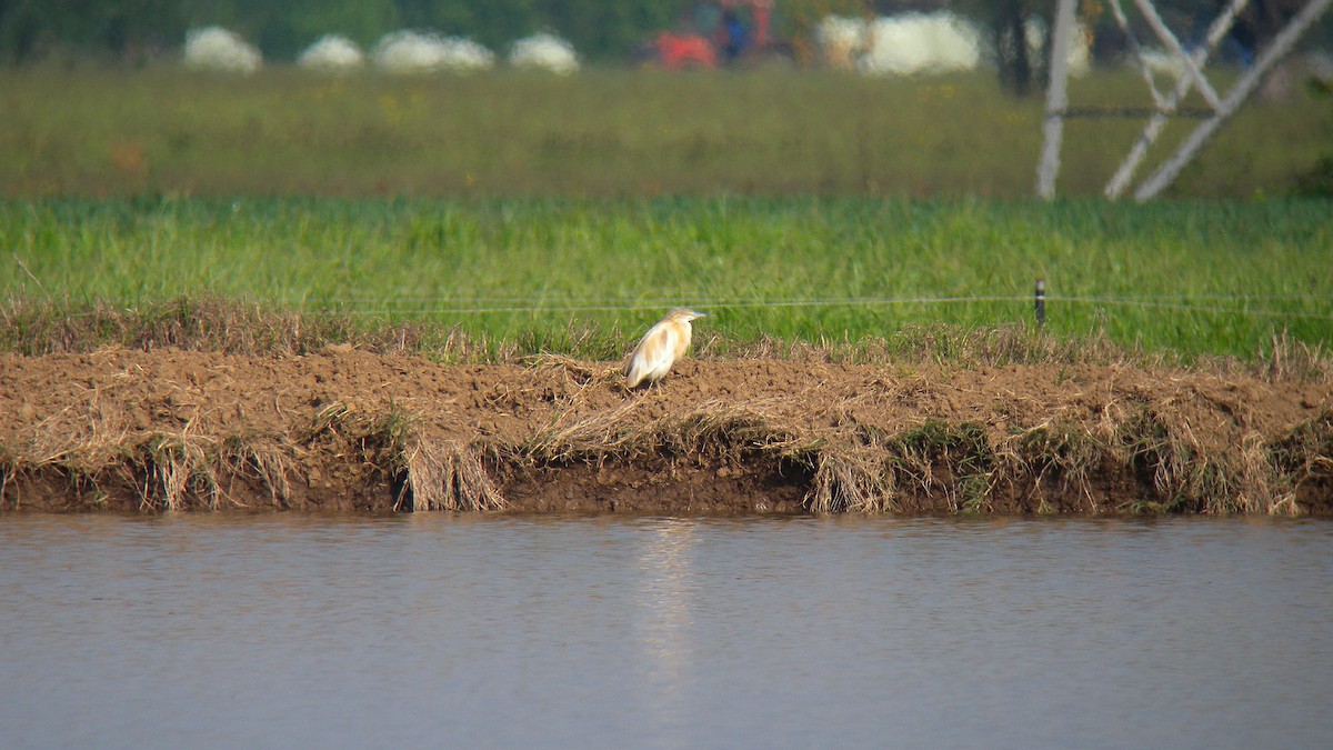 Rallenreiher - ML644651322